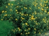 Potentilla Futicosa Jaune